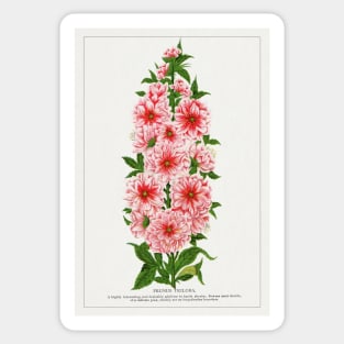 Prunus Triloba Flower lithograph (1900) Sticker